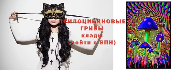 стаф Тайга